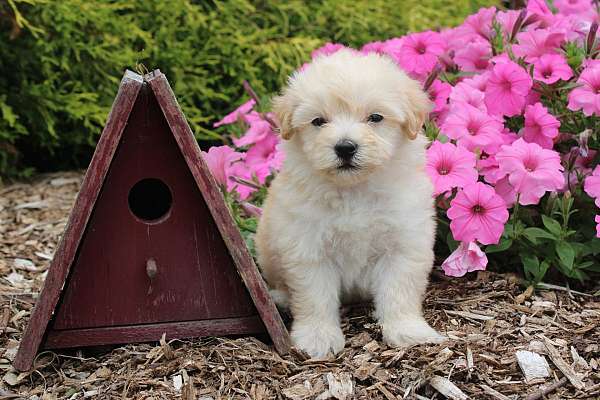 male-malti-poo-puppy