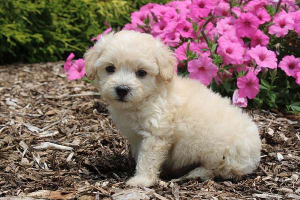 male-malti-poo-puppy