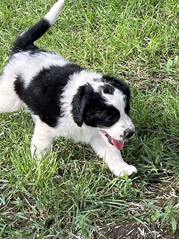 black-silver-male-saint-berdoodle