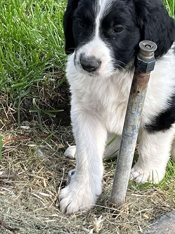 black-silver-female-saint-berdoodle