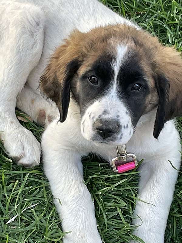 tri-colored-female-saint-berdoodle