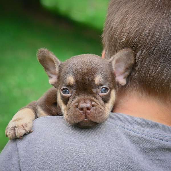 male-french-bulldog