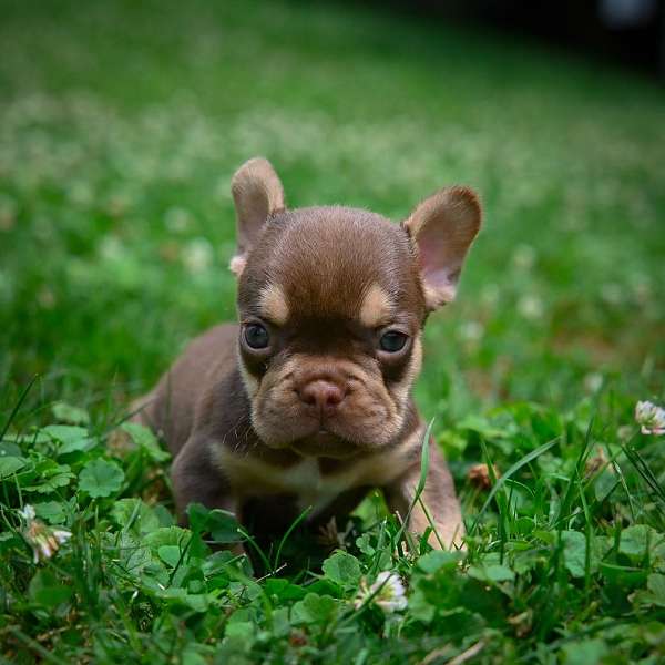 male-french-bulldog