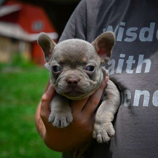 male-french-bulldog