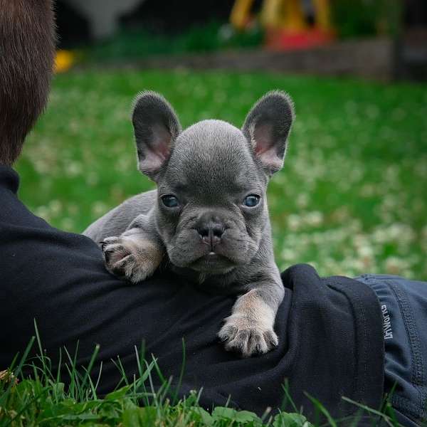 female-french-bulldog