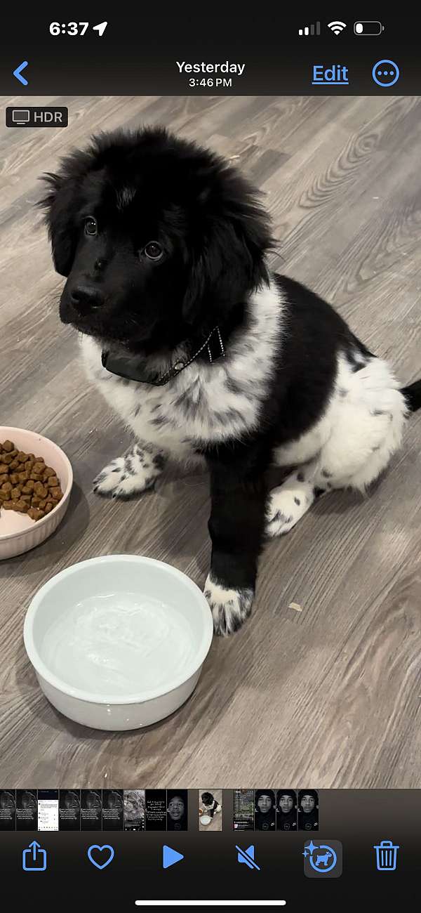 female-newfoundland-dog