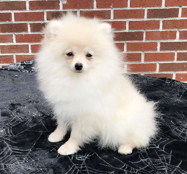 toy-champagne-pomeranian