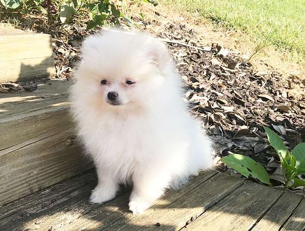 pomeranian-love-puppy