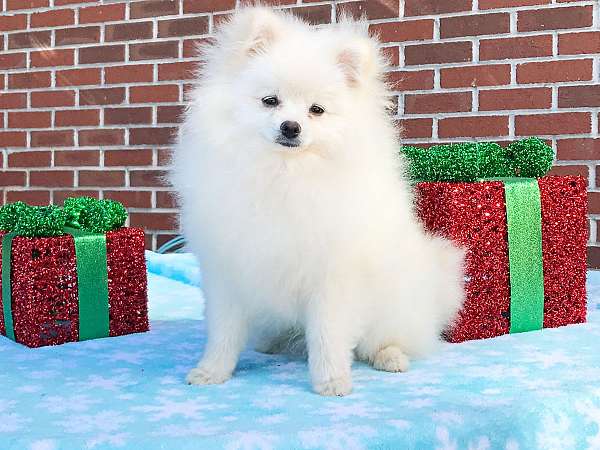 pomeranian-love-puppy