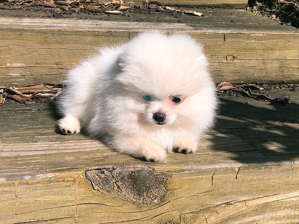 miniature-pomeranian-puppy