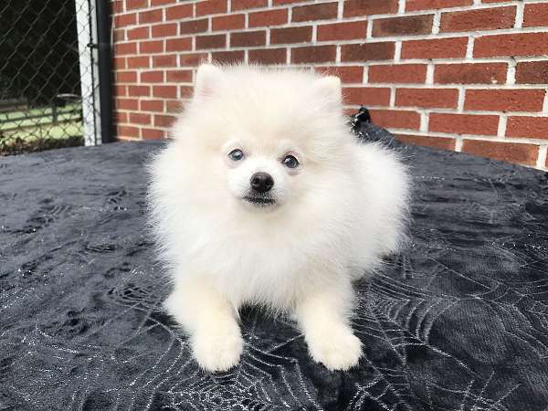 miniature-pomeranian-puppy