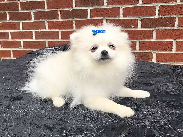 standard-pomeranian-puppy