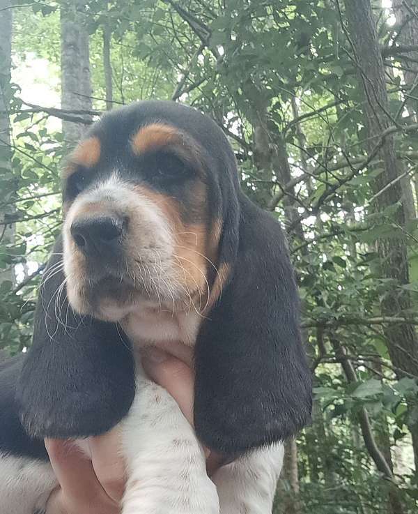 tri-colored-short-haired-dog