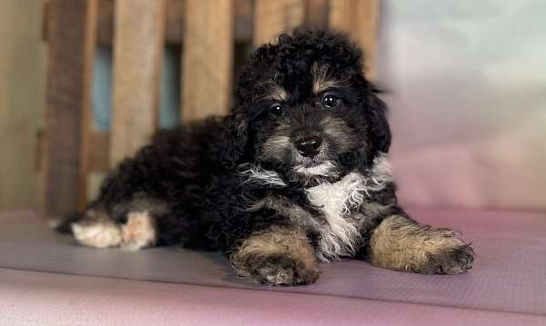 male-bernedoodle-puppy