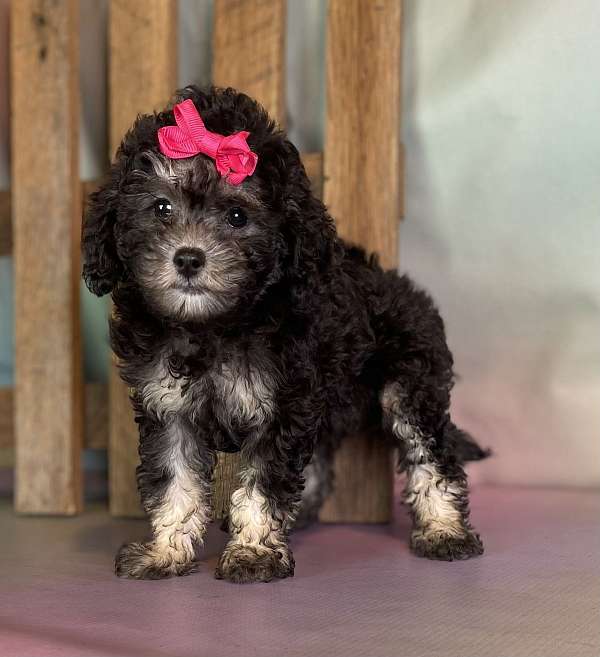 female-shih-poo-puppy