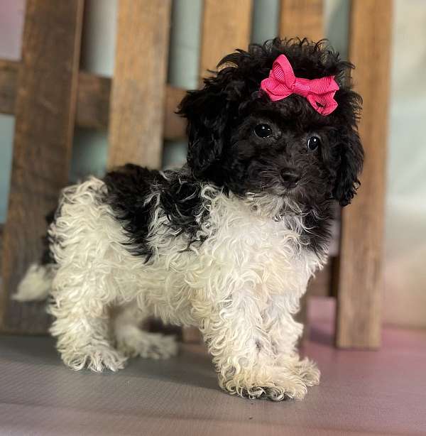 female-shih-poo-puppy