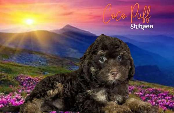 male-shih-poo-puppy