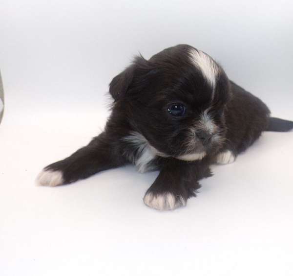 long-haired-shih-tzu