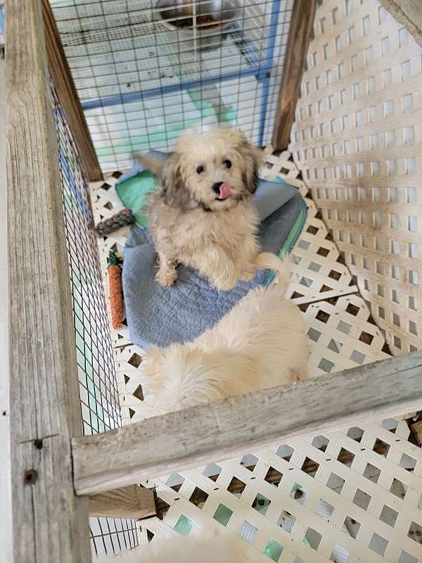 mixed-yorkipoo-dog