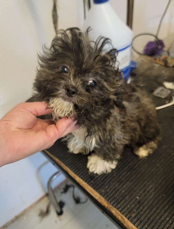 male-mixed-malti-poo-malti-poo-dog