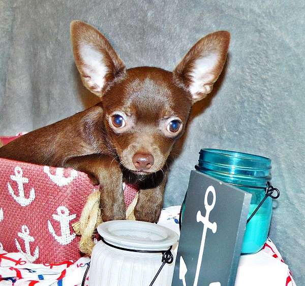 merle-mixed-chihuahua