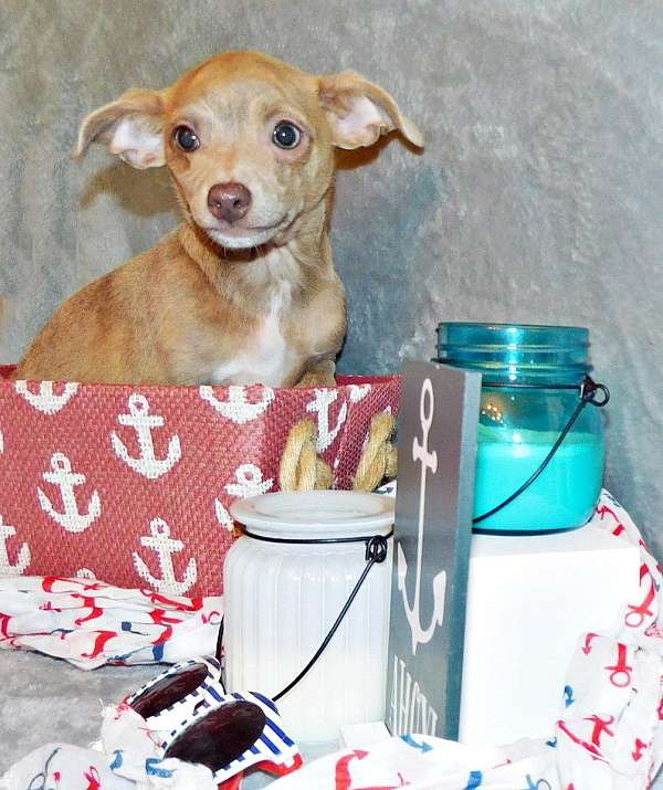 red-mixed-chihuahua