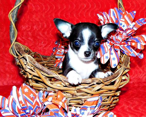 mixed-chihuahua-puppy