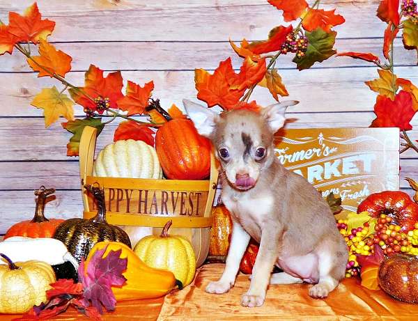 mixed-chihuahua-puppy