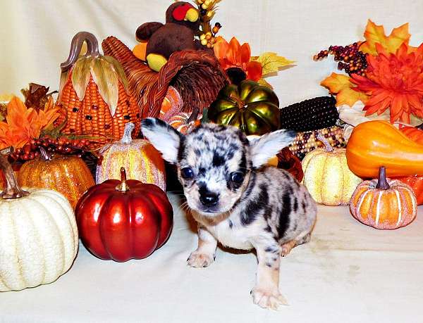 mixed-chocolate-short-haired-chihuahua