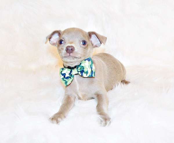 mixed-chihuahua-puppy