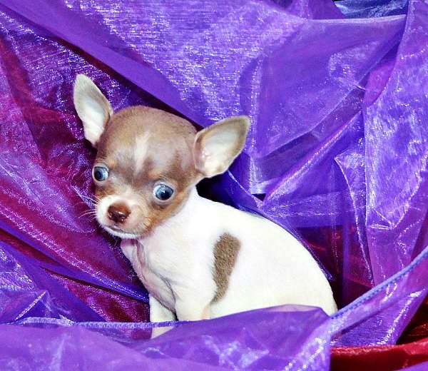 chihuahua-puppy-for-sale