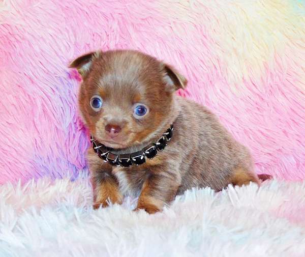 red-mixed-chihuahua