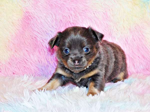 mixed-chihuahua-puppy