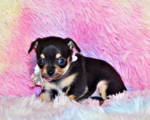 toy-chihuahua