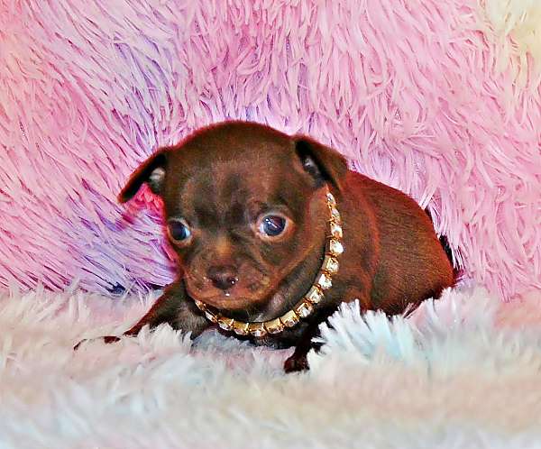 chihuahua-puppy-for-sale