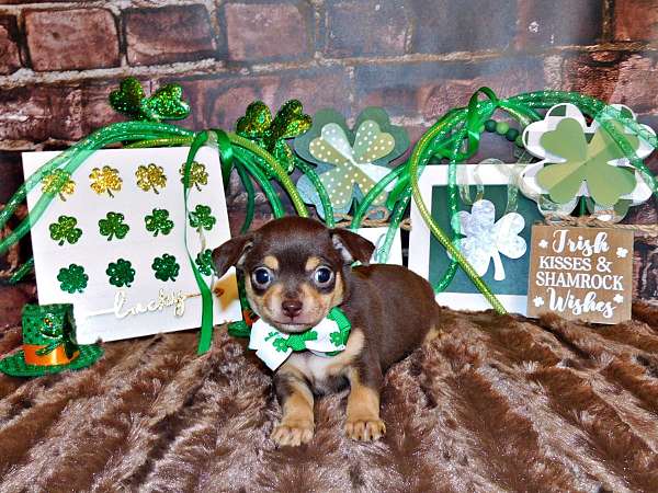 brindle-mixed-chihuahua