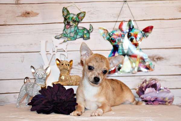 blue-mixed-chihuahua