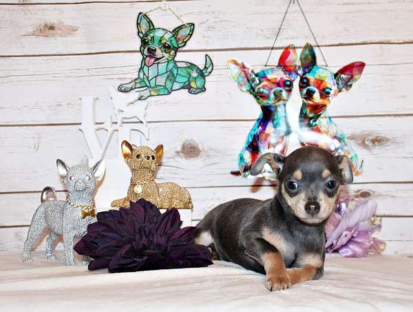 brindle-mixed-chihuahua