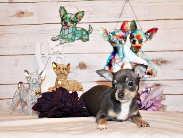 merle-mixed-chihuahua