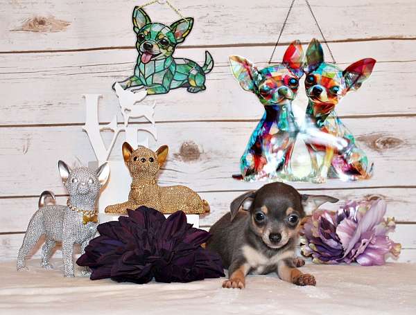 red-mixed-chihuahua