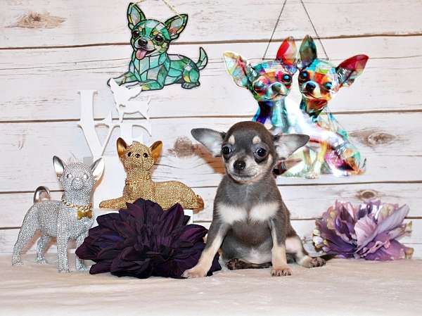 mixed-chihuahua-puppy
