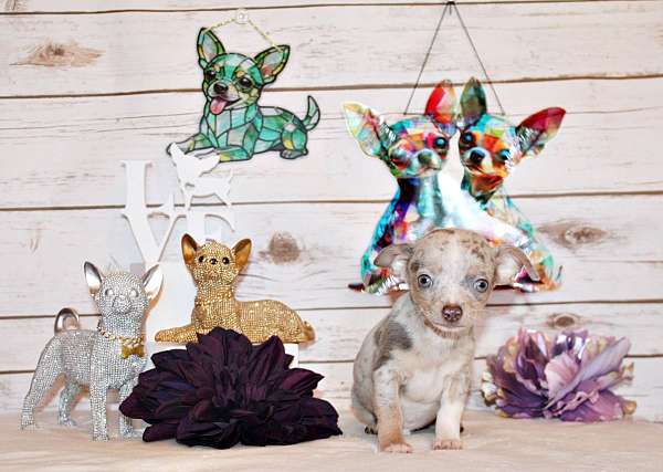 mixed-chihuahua