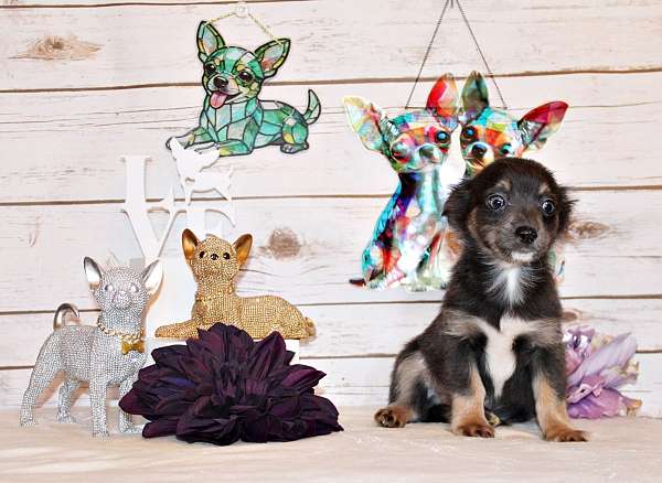 toy-chihuahua