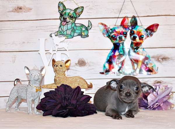 chihuahua-puppy-for-sale