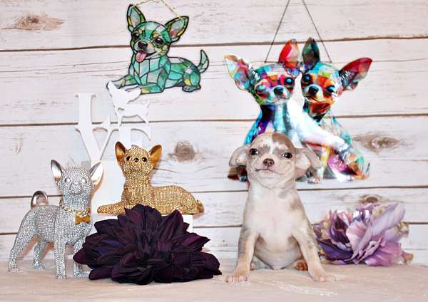 chihuahua-puppy