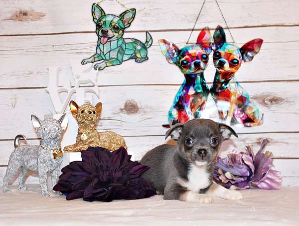 black-chihuahua