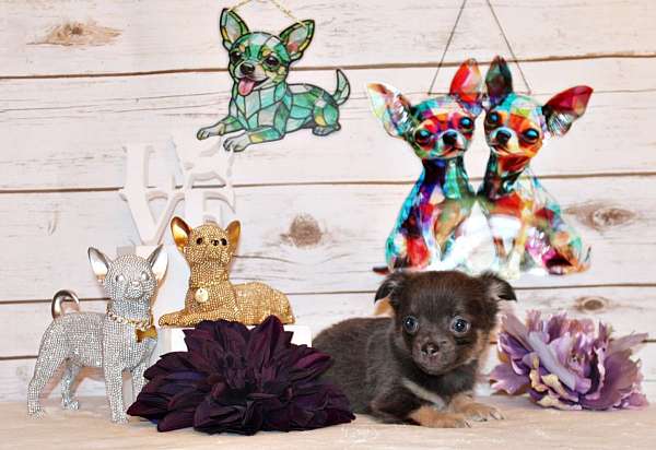 blue-chihuahua