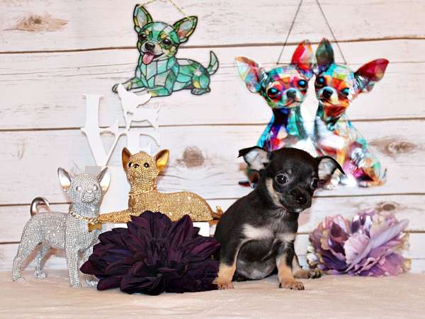 brindle-chihuahua