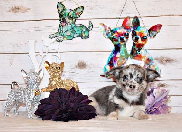 mixed-chocolate-short-haired-chihuahua