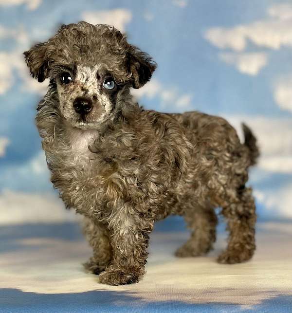 male-miniature-poodle-puppy